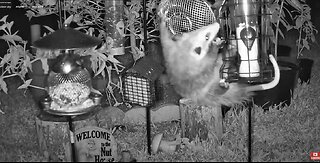 Florida Bird Feeder SWFL Live Camera HD