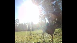 BABY Deer in BEAUTIFUL Sunshine!