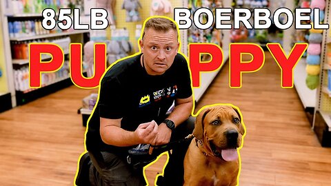 GIANT BOERBOEL PUPPY - MUST FACE HIS FEAR!