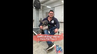 Difficult Dogs Are Our Specialty