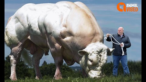 Unleash the Beast: 20 of the Biggest Bulls In The World! 🐂 | Animal Vised