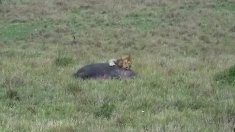 Lion vs Hippo - Amazing Lion takes down hippo - Daily Dose of Nature