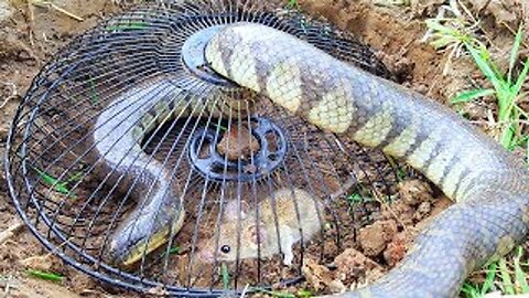 Amazing Smart Little Boy Catch Big Snakes Using Fan Guard Trap (Part 5)