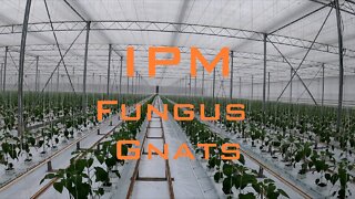 Greenhouse IPM - Fungus Gnats - ASMR