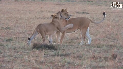Lion Pride At Sunrise/Stalking Warthog | Maasai Mara Safari | Zebra Plains