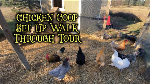 Chicken Coop Set Up Walk Through Tour