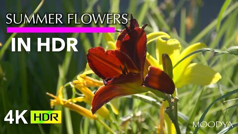 Nature Video - Summer Flowers in HDR - Awaken To Beauty