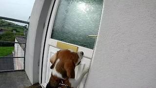 Smart dog opens and closes door for owner