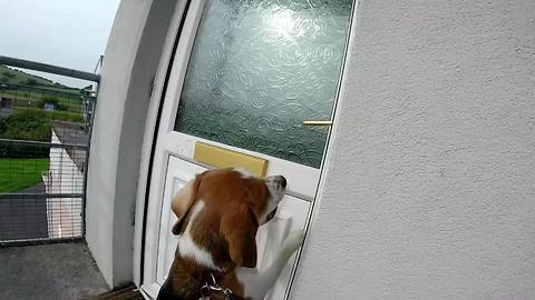 Smart dog opens and closes door for owner