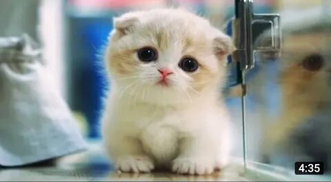 Aww 🥰 cute baby animals video compilation