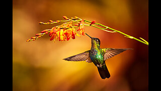Hummingbird lifestyle