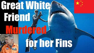 My Great White Shark Friend I Swam with was Murdered for her Fins