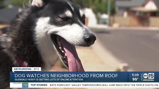 Dog watches neighborhood from roof in Glendale