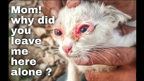 Try to Rescue a sick Kitten Cries For Help 😭 But People Ignore Him ! poor kitten