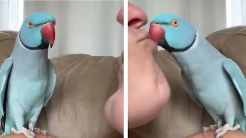 Parrot for kissing videos