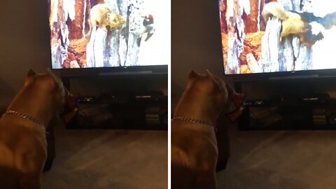 Massive Pit Bull Fascinated By Wildlife Documentary On Tv