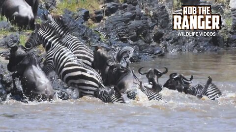 Great Migration: Gnus And Zebra Crossing the River | Maasai Mara Safari | Zebra Plains