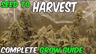 How to grow Blue Gelato 41 from SEED TO HARVEST Complete Grow Guide with TSL2000