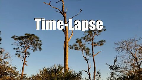 Skipper Bay Sunset on the trees Time-Lapse