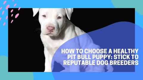 How To Choose A Healthy Pit Bull Puppy: Stick To Reputable Dog Breeders