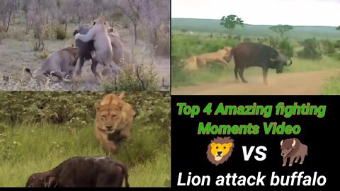Lion attack to buffalo | Top 4 fighting moments || 2022 ||