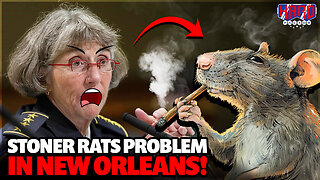 Stoner rats found eating up marijuana in New Orleans evidence room!