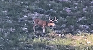 July 2nd antler growth, buck #2.