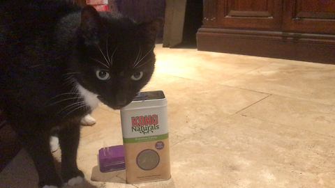 Funny Sid the Cat helps Himself to Catnip