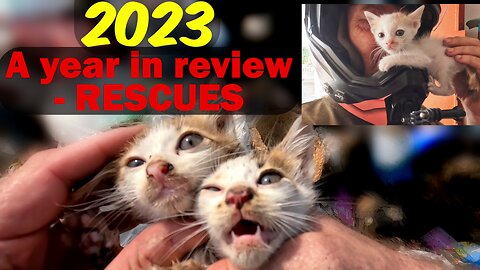 2023 - A years review of our kitten and cat rescues