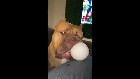 MASSIVE Pit Bull is sooo sleepy with his favorite ball!! 🦁⚾️😆