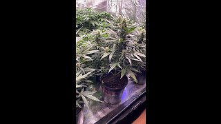 Auto flower week 3 of flower