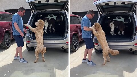 Pampered Doodle Wants To Be Put In The Car Like A Big Baby