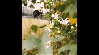bee in slo mo