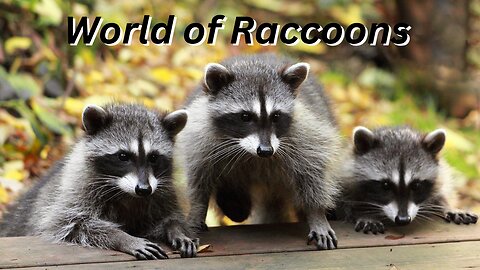 The Fascinating World of Raccoons