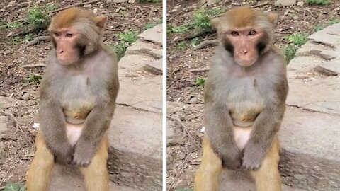 Funny monkey sitting alone, Why is his face sad ?