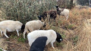 Our Mobile Sheep Grazing System: Management Intensive Grazing with Electric Netting