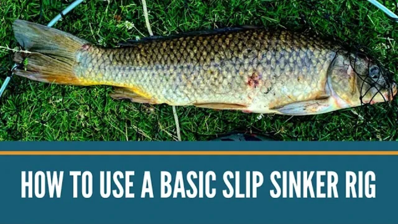 How To Use A Basic Slip Sinker Rig : River Fishing For Carp Perch And ...