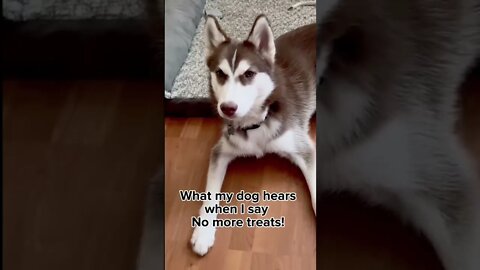 He’s SICK of hearing THIS…#husky #puppy #siberianhusky #puppies #shorts