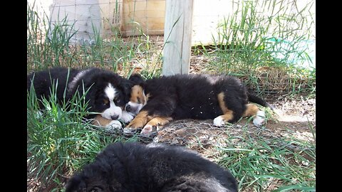 Bernese Mountain Dog Puppy Swimming/Walking in the Water #shorts