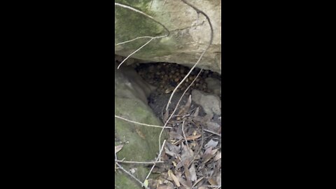 Squirrel’s Acorn Stash