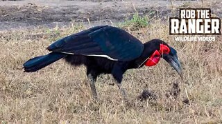 Ground Hornbill At A Hyena Den | Maasai Mara Safari | Zebra Plains