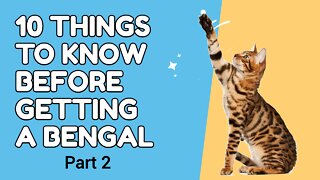 10 Things to know before getting a Bengal Cat - Part 2