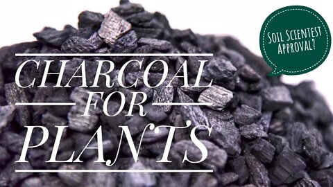 USING CHARCOAL IN POTTING SOIL? BENEFITS & DOWNFALLS OF CHARCOAL & PLANTS | Gardening in Canada 🎍
