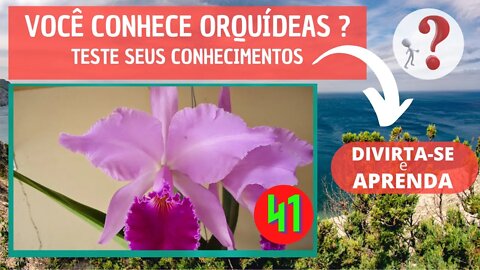 VOCÊ CONHECE ORQUIDEAS ? QUAL O NOME DESSA ORQUIDEA?DIVIRTA-SE IDENTIFICANDO ESSA ORQUÍDEA