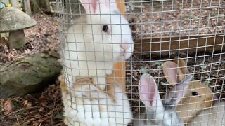 Update on how the bread turned out and are baby bunnies