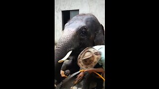 A Good Cooling Bath For The Mighty Elephants Due To Extreme Hot Weather!