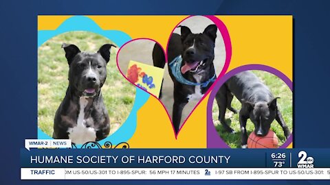 Thor the dog is up for adoption at the Humane Society of Harford County