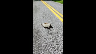 Snapper crossing the road