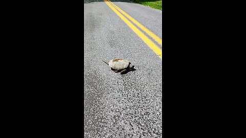 Snapper crossing the road