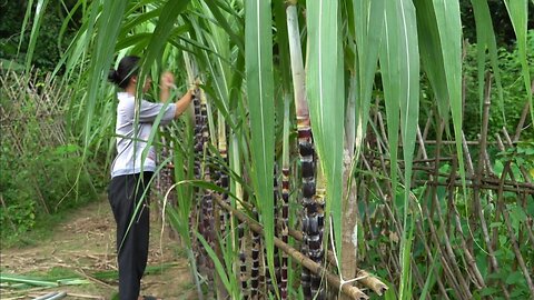 make bamboo chicken coop, plant sugarcane